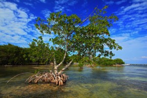 Commonwealth Blue Charter Training on Mangrove Mapping – for Technicians and Managers