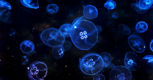 Commonwealth Blue Charter Training: Addressing the impacts of ocean acidification through mitigation, monitoring and policy